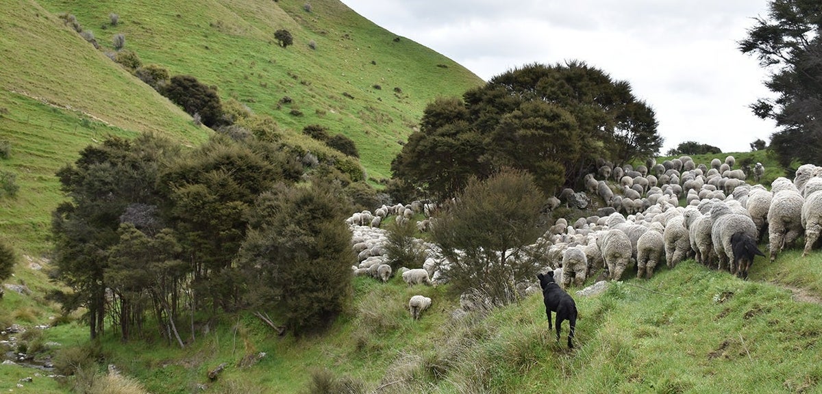 Merino Wool New Zealand Merino Wool The Wool Company