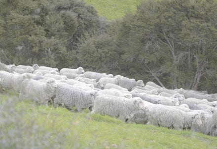 Top 3 Myths About Merino Wool: Debunked! 