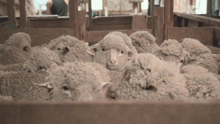 Merino Possum vs. Pure Merino: Which is Right for You?