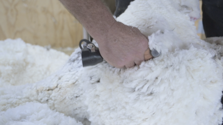 Merino Wool vs Crossbred Wool: Which is the Better Wool? 
