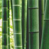 What is Bamboo Clothing? | Sustainable, Eco-Friendly Garments
