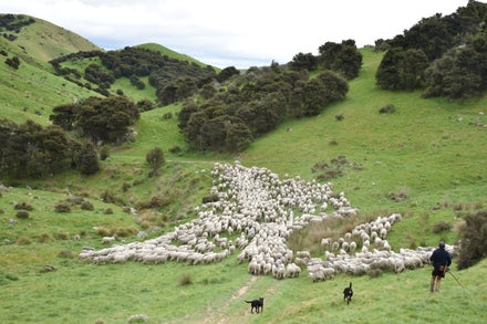 Sustainable Fashion: Why Choosing Merino Wool Matters