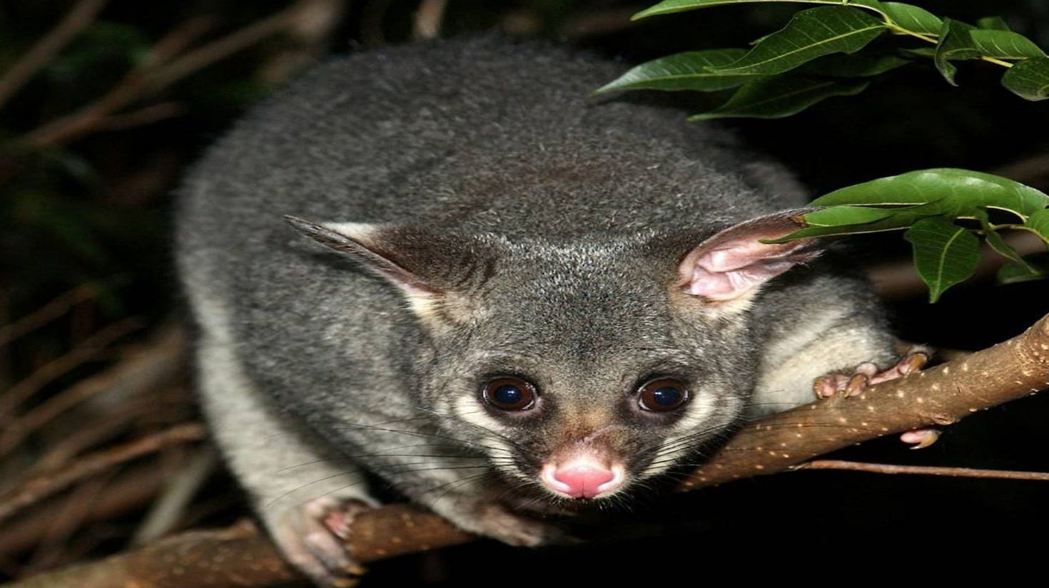 Merino Possum The Wool Company