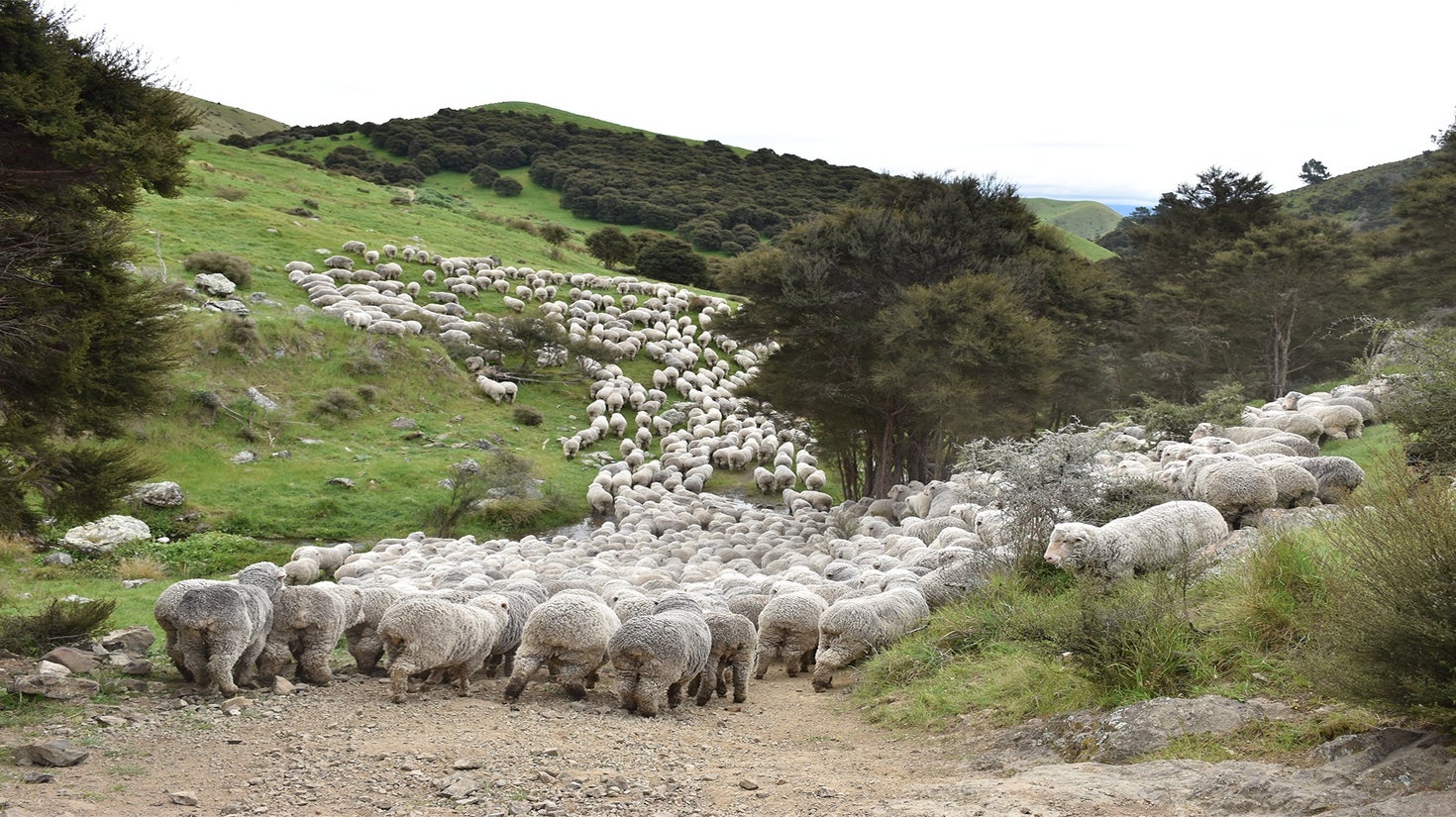 Merino Wool The Wool Company